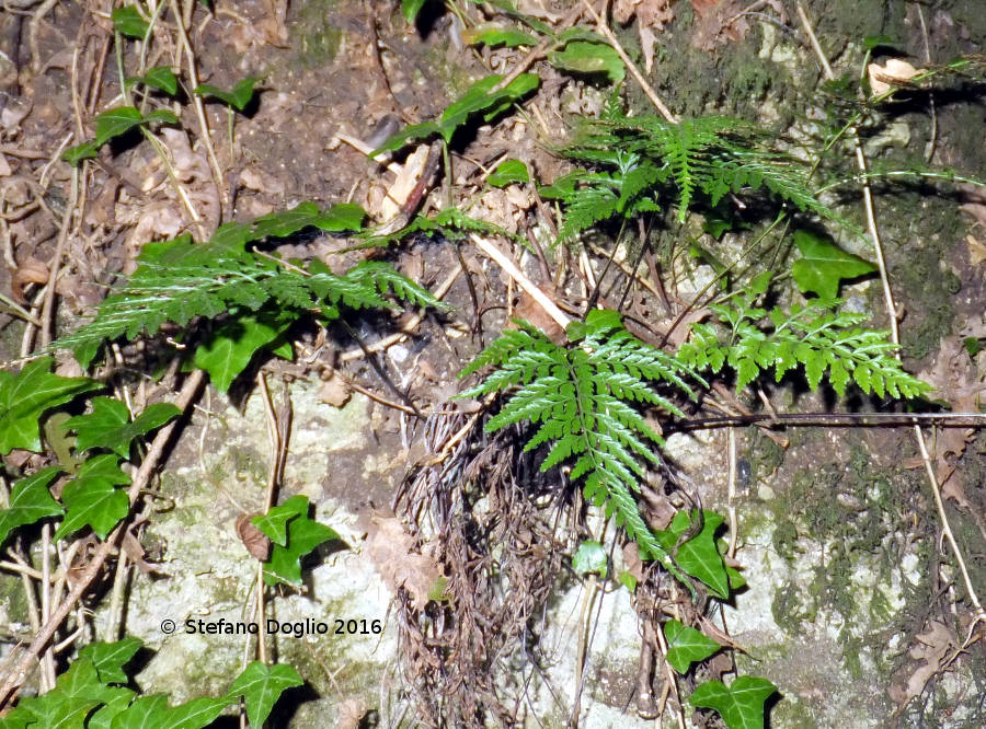 Asplenium adiantum-nigrum